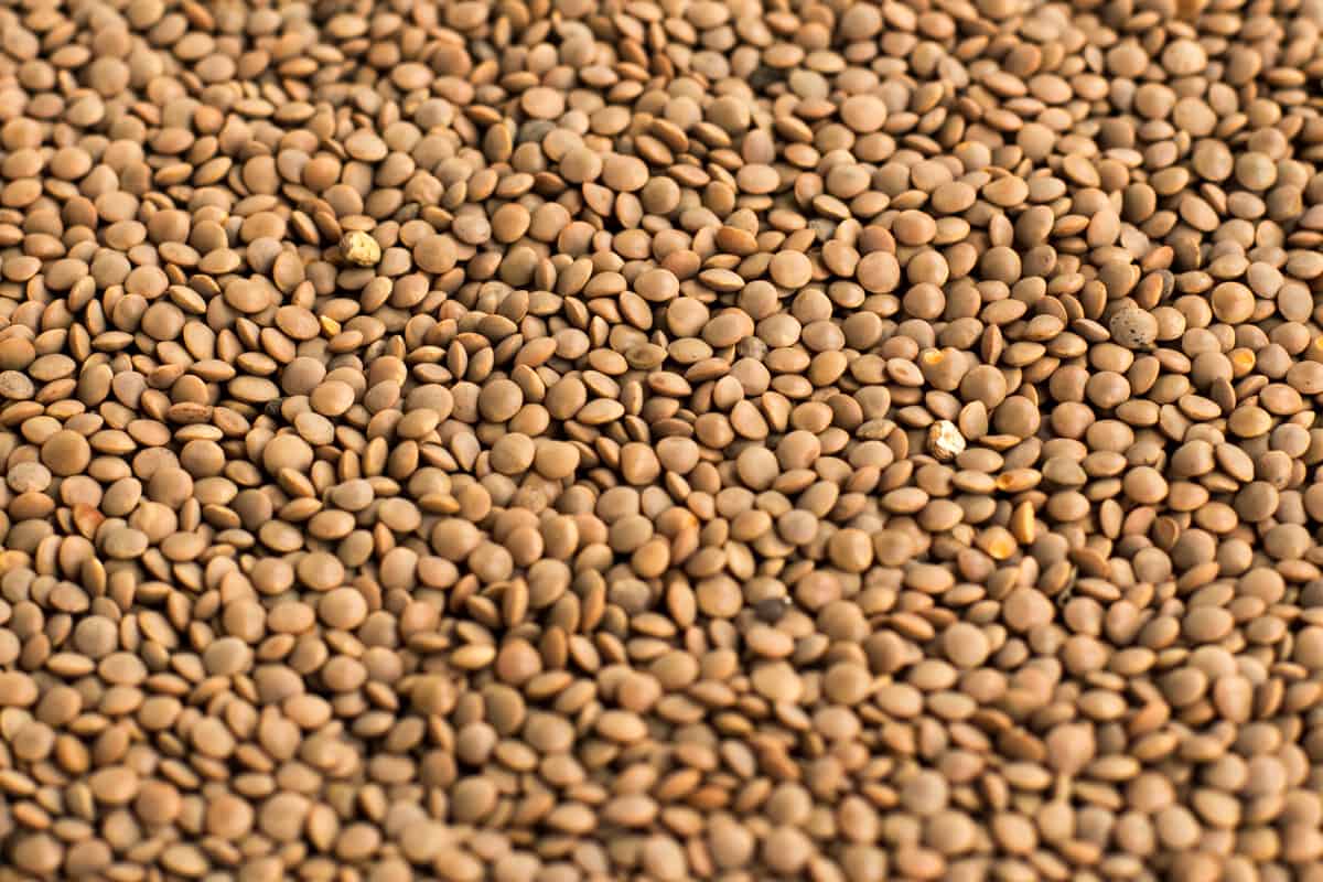 An extreme close-up of brown lentils