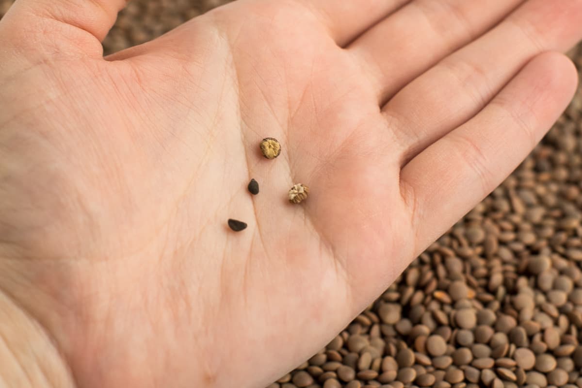 A hand holding several seed pods picked from a packet of lentils.