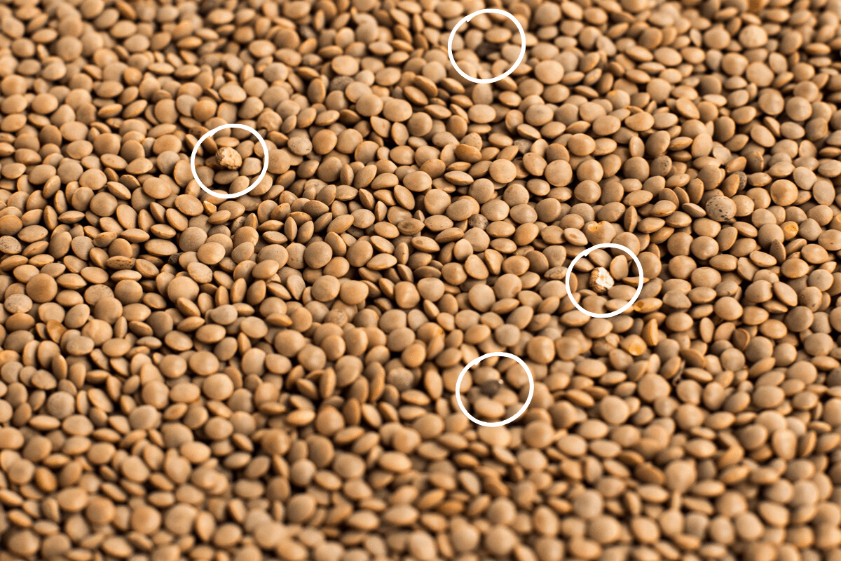 A sea of brown lentils with seed pods and stones circled, to show the importance of picking over lentils.